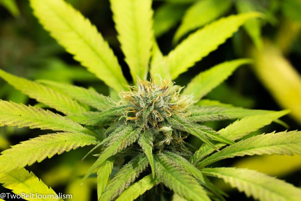 Sky Standard Gardens Cultivates Craft Cannabis In Bellingham Washington