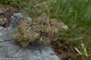 Why You Should Order The Glueberry #1 Strain From Lilac City Gardens
