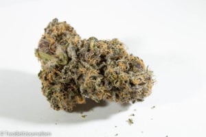 Why You Should Order Lilac City Gardens' Montana Silver Tip Strain Now!
