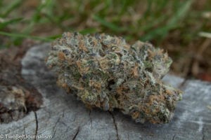 Why You Should Order Lilac City Gardens' Montana Silver Tip Strain Now!