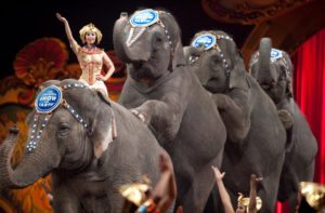 ringling brother circus greatest show on earth elephants xfinity arena kushmart