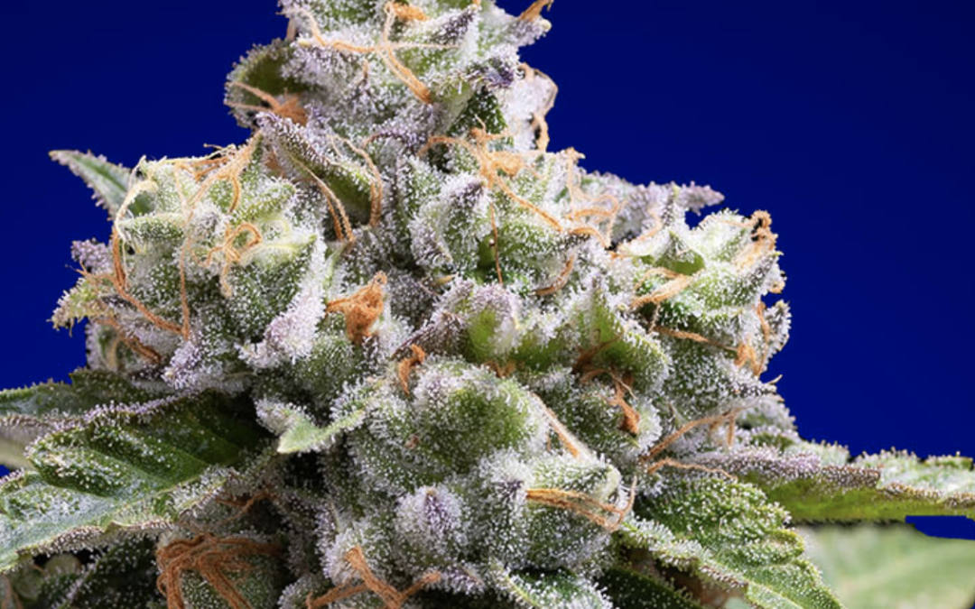 Cookie Jar Cannabis: Premium House-Bred Genetics From A Family-Owned Farm
