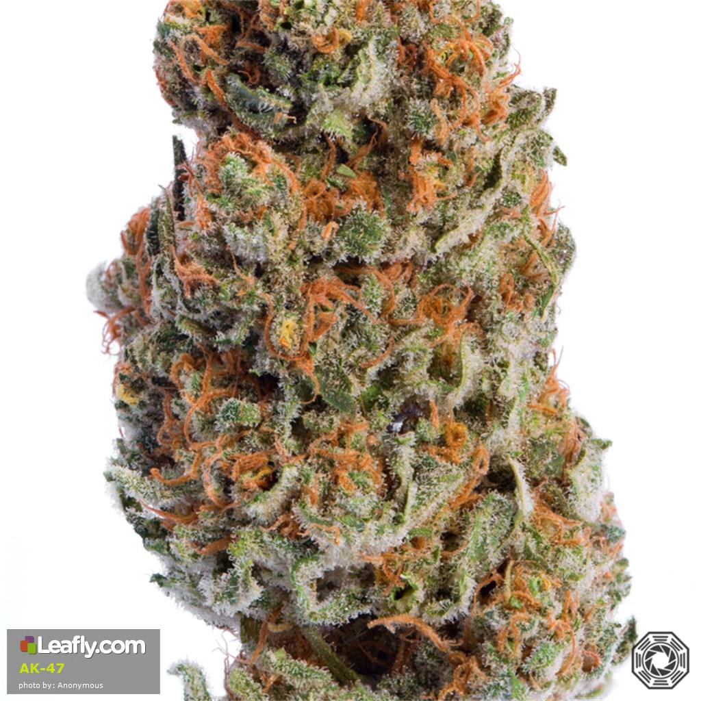 Learn More About The AK-47 Cannabis Strain, A Consistent Classsic