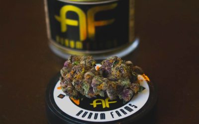 Aurum Farms: Award-Winning Cannabis That’s “Good As Gold”