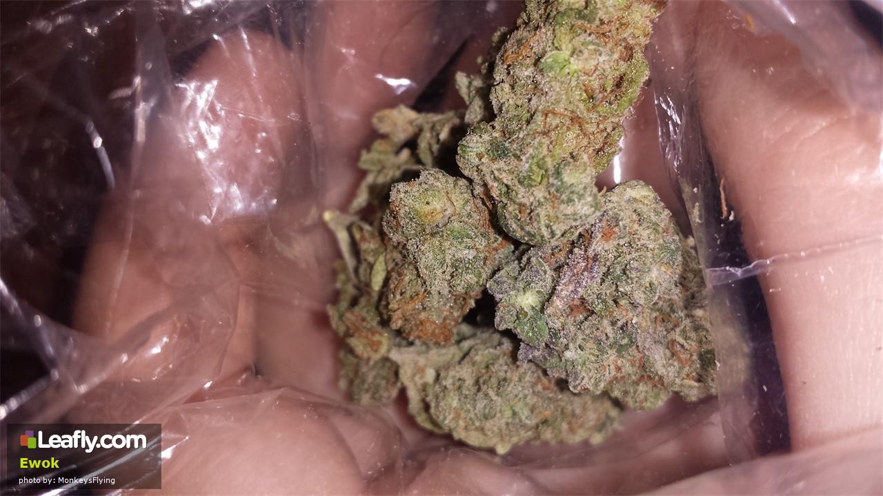 A Real Review of the Ewok Strain – It’s Small, Hairy, and Out of This World