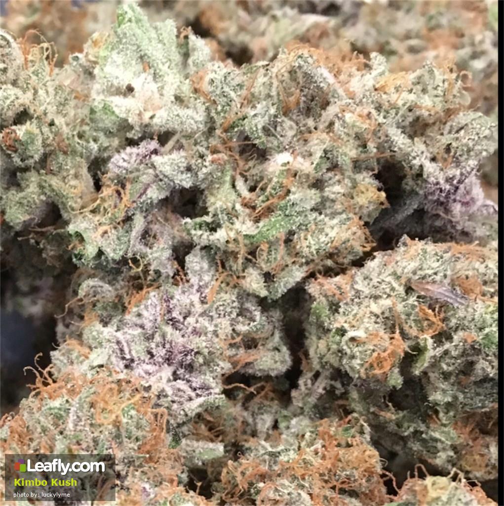 Learn About Some of The Best Kush Strains on Planet Earth