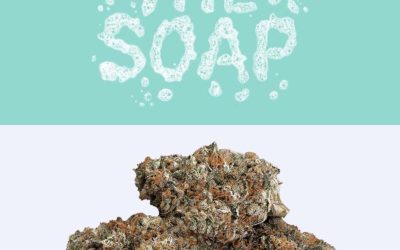 The Soap Strain By Cookies: A Funky & Minty Sativa-Dominant Hybrid